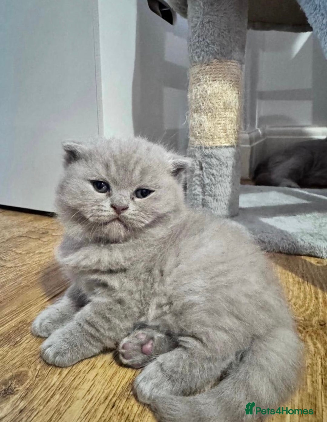 British Shorthair cats for stud: STUNNING GCCF REGISTERED PROVEN STUD - Advert 4