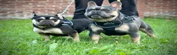 French Bulldog dogs for stud: Hector Starfex in Leigh - Advert 18