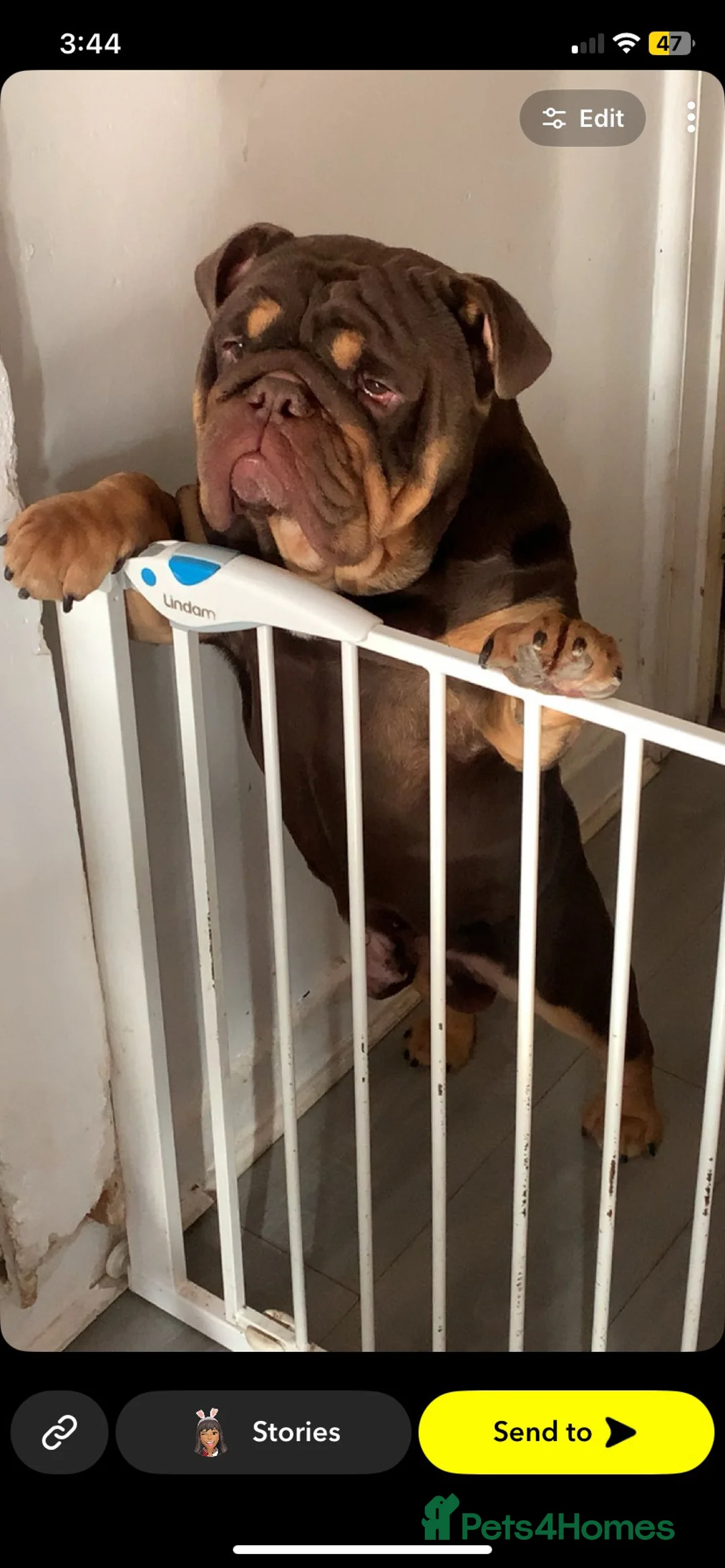 English Bulldog dogs for stud: English bulldog stud linky  - Advert 2