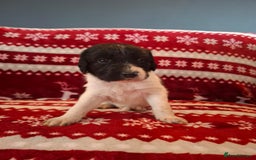 Mixed Breed dogs for sale: Lurcher x standard poodle  - Advert 8