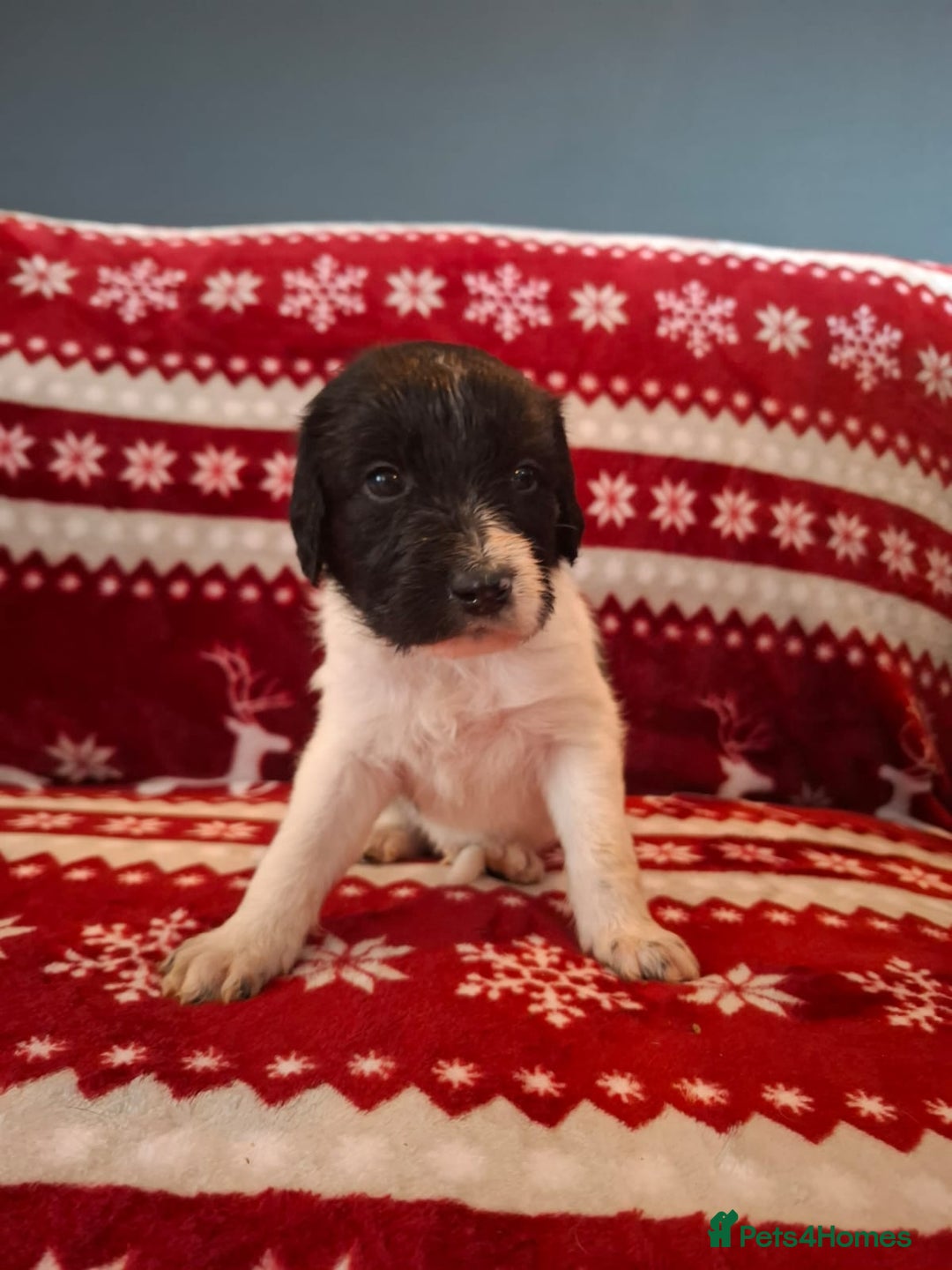 Mixed Breed dogs for sale: Lurcher x standard poodle  - Advert 8