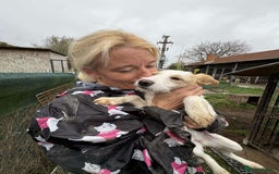 Mixed Breed dogs for adoption: Debs - North Walsham Norfolk  - Advert 3