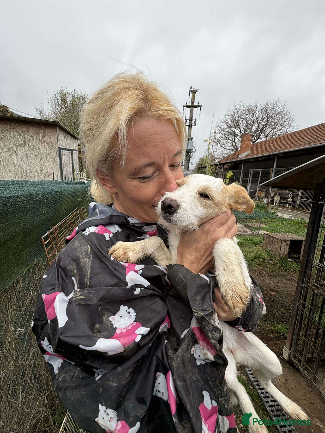 Mixed Breed dogs for adoption: Debs - North Walsham Norfolk  - Advert 3