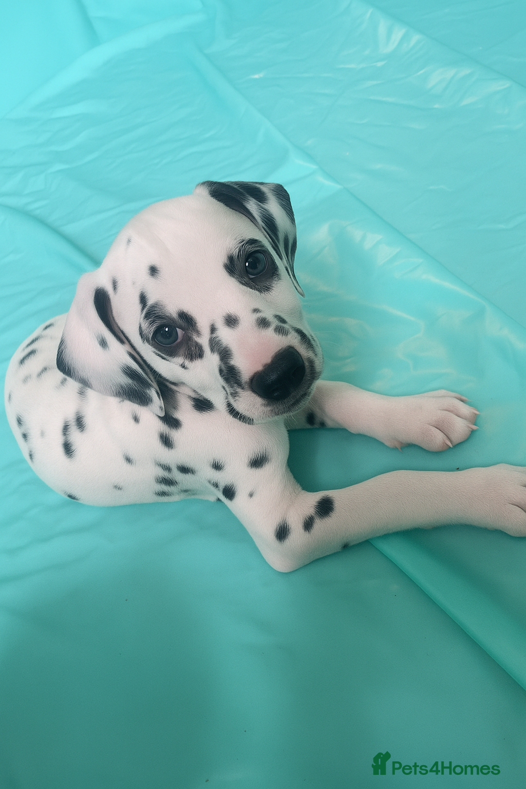 Dalmatian dogs for sale: Male Dalmatian puppy - Image 2