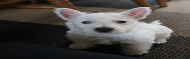 West Highland Terrier Puppy 1