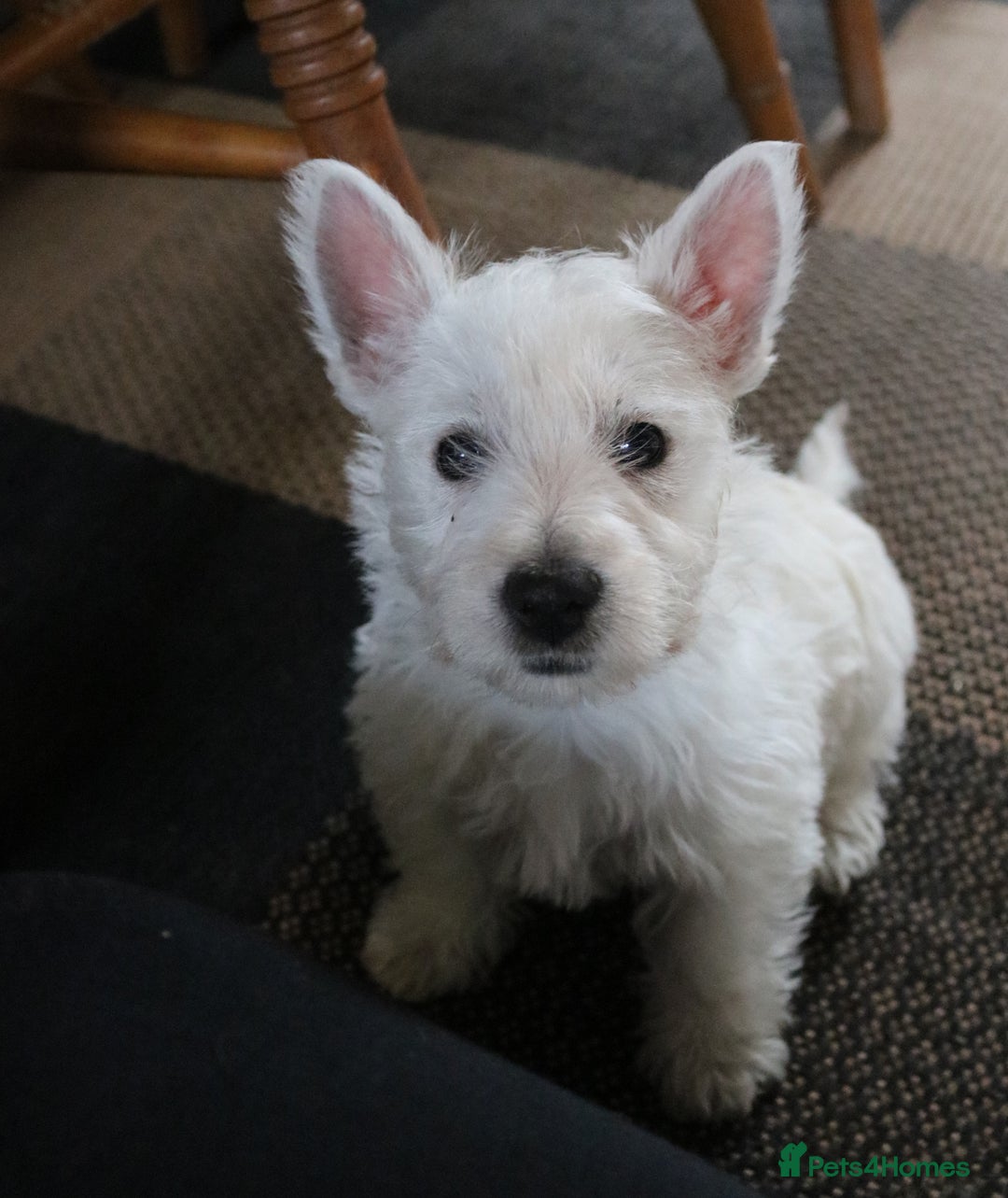 West Highland Terrier dogs for sale: West Highland Terrier (Westie) Puppies for Sale - Image 6