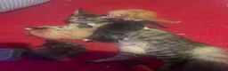 Maine Coon cats for sale: Maine coon ready 11th june - Advert 12
