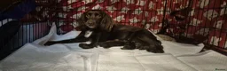 Cocker Spaniel dogs for sale: Cocker spaniel puppies for sale in Godalming - Advert 4