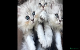 Persian cats for sale: Persian chinchilla kittens - Image 1