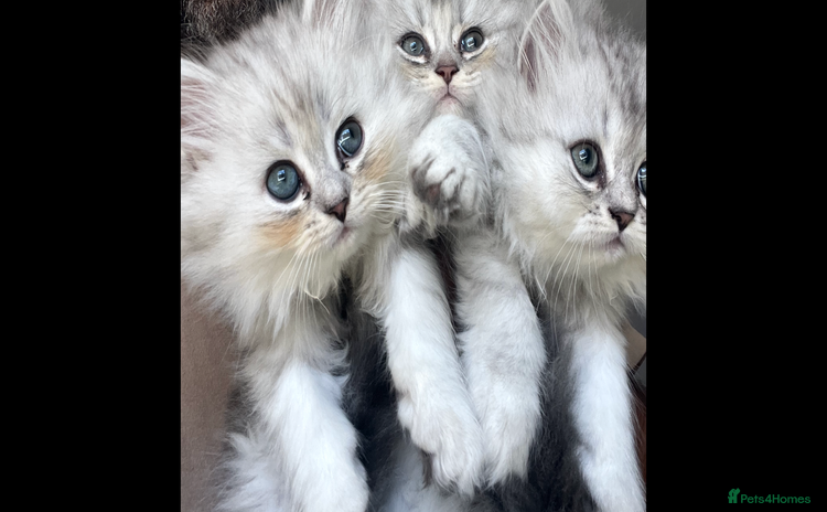 Persian cats - Advert 4