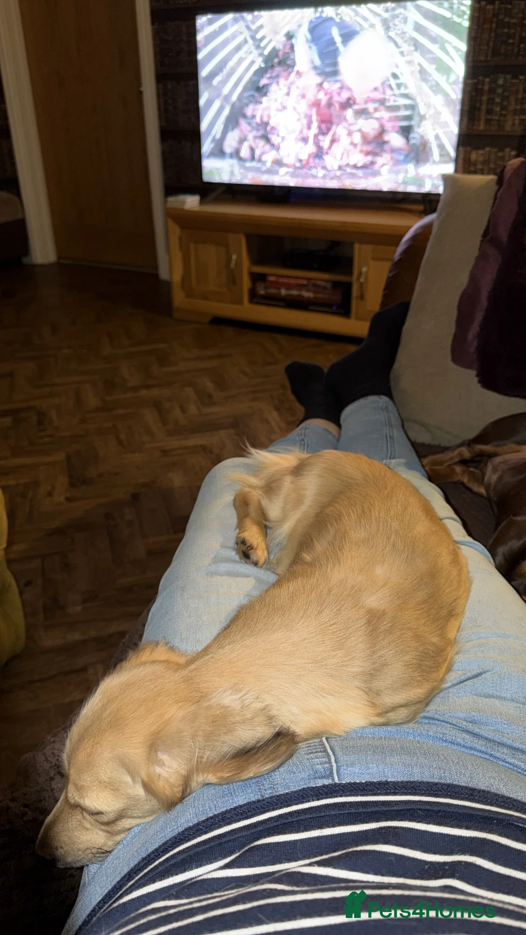 Dachshund dogs for sale: Long haired miniature  - Advert 8