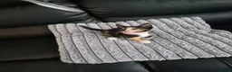 Mixed Breed cats for sale: Beatiful friendly kittens - Advert 16