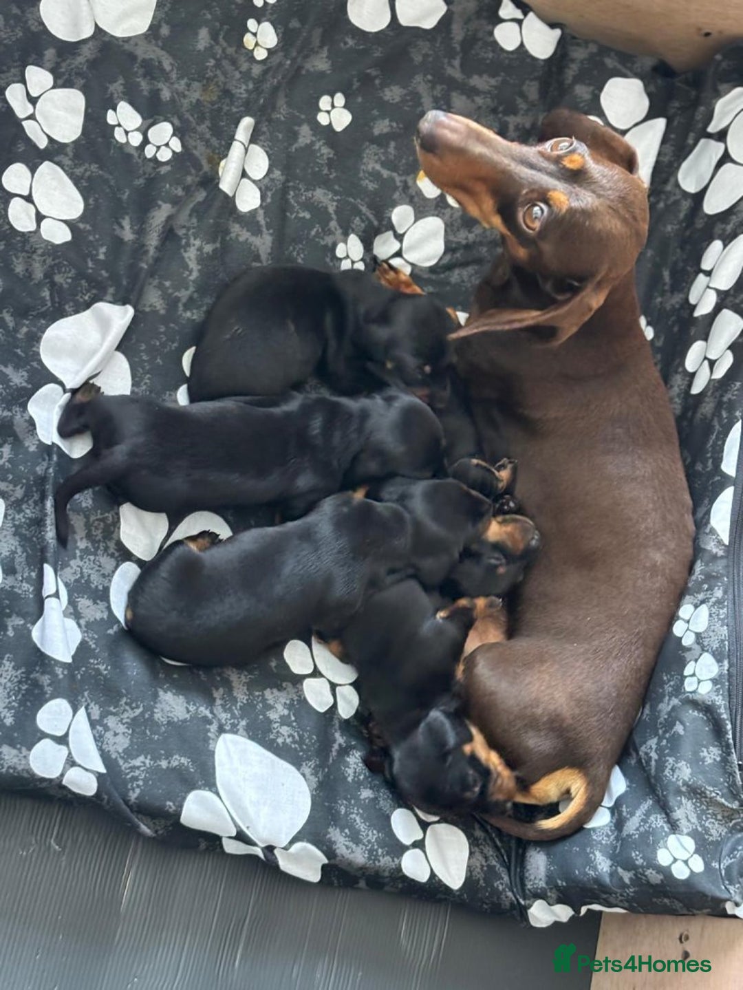 Miniature Dachshund dogs for sale: Miniature Dachshund Puppies – Black & Tan - Image 6