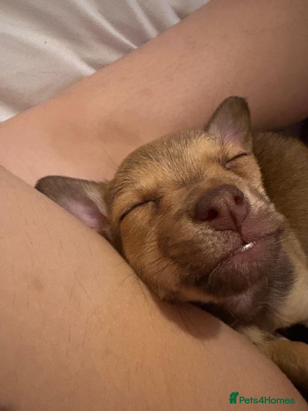 Mixed Breed dogs for sale: chihuahua mixed breed - Advert 19