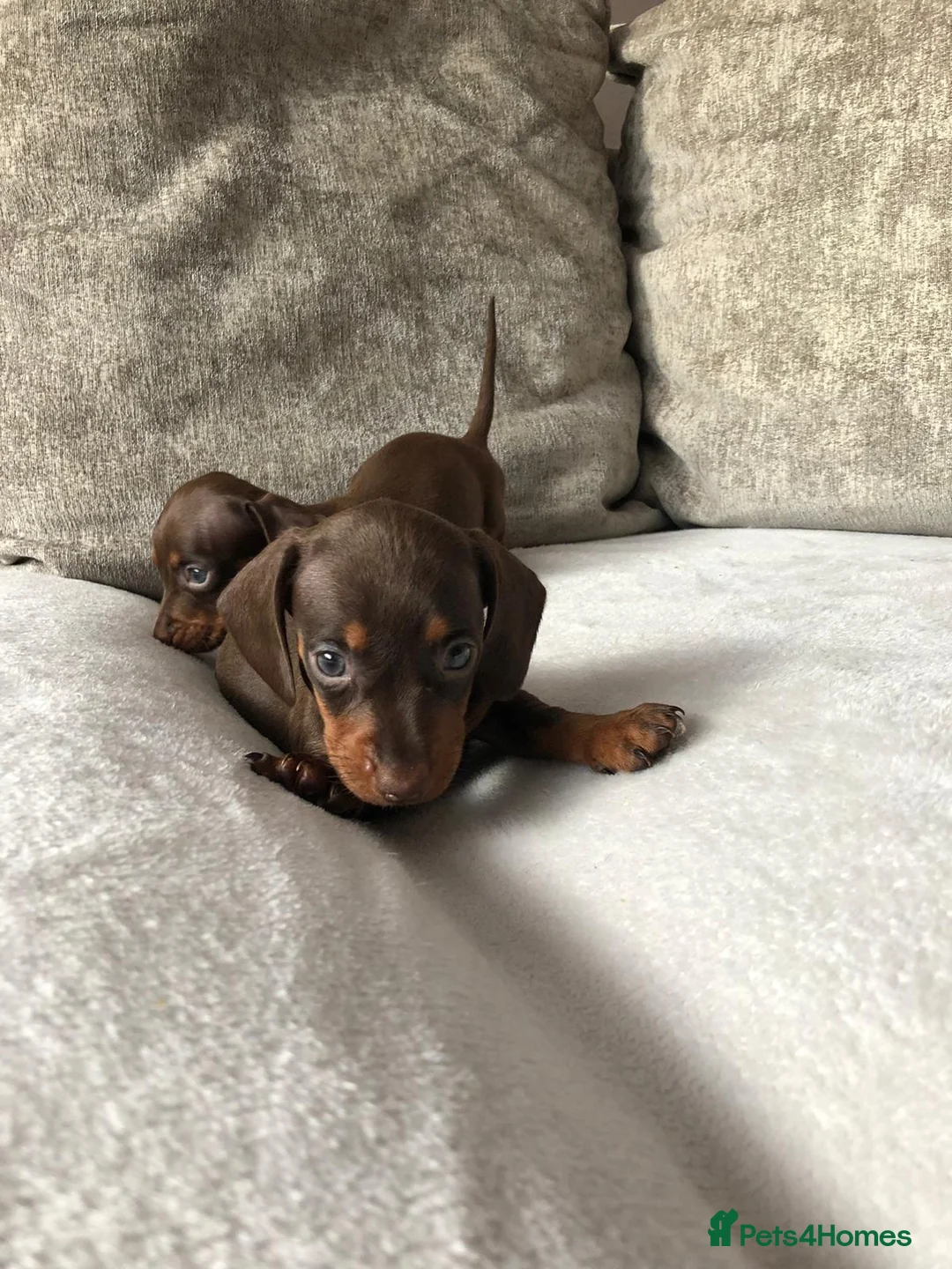Miniature Dachshund dogs for sale: Miniature dachshund puppies  - Advert 4