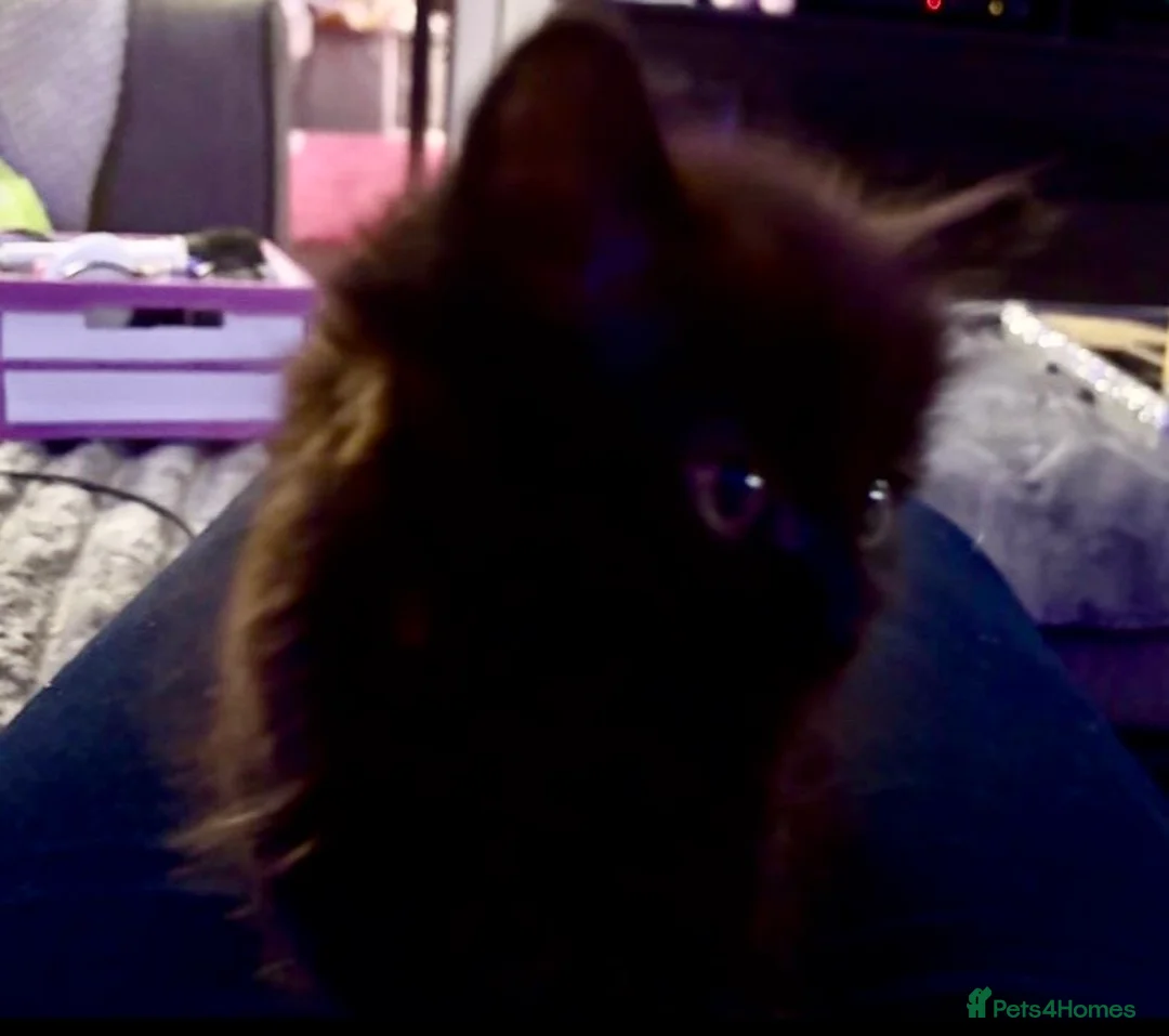 Mixed Breed cats for sale: Ready to go. Very soft&cuddly Longhair girl - Advert 4