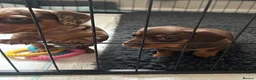 Miniature Dachshund dogs for sale: Miniature Dachshund. X1 Choc and tan available  - Advert 7