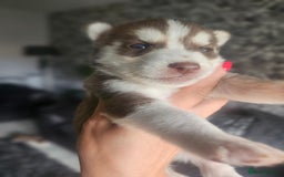 Siberian Husky dogs for sale: Gorgeous Litter of Husky Puppies - Image 37