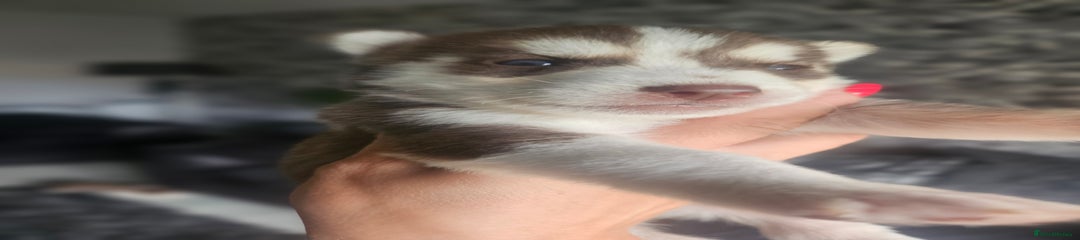 Siberian Husky Puppy 8