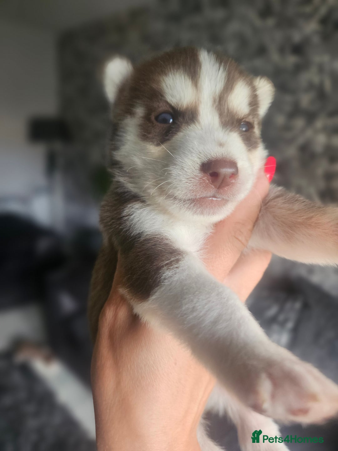 Siberian Husky dogs for sale: Gorgeous Litter of Husky Puppies - Image 37