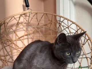 Domestic Shorthair cats Female Grey Domestic Shorthair- Very friendly - Advert 13