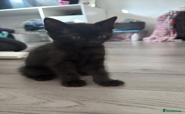 Mixed Breed cats - Advert 14