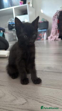 Mixed Breed cats - Advert 14