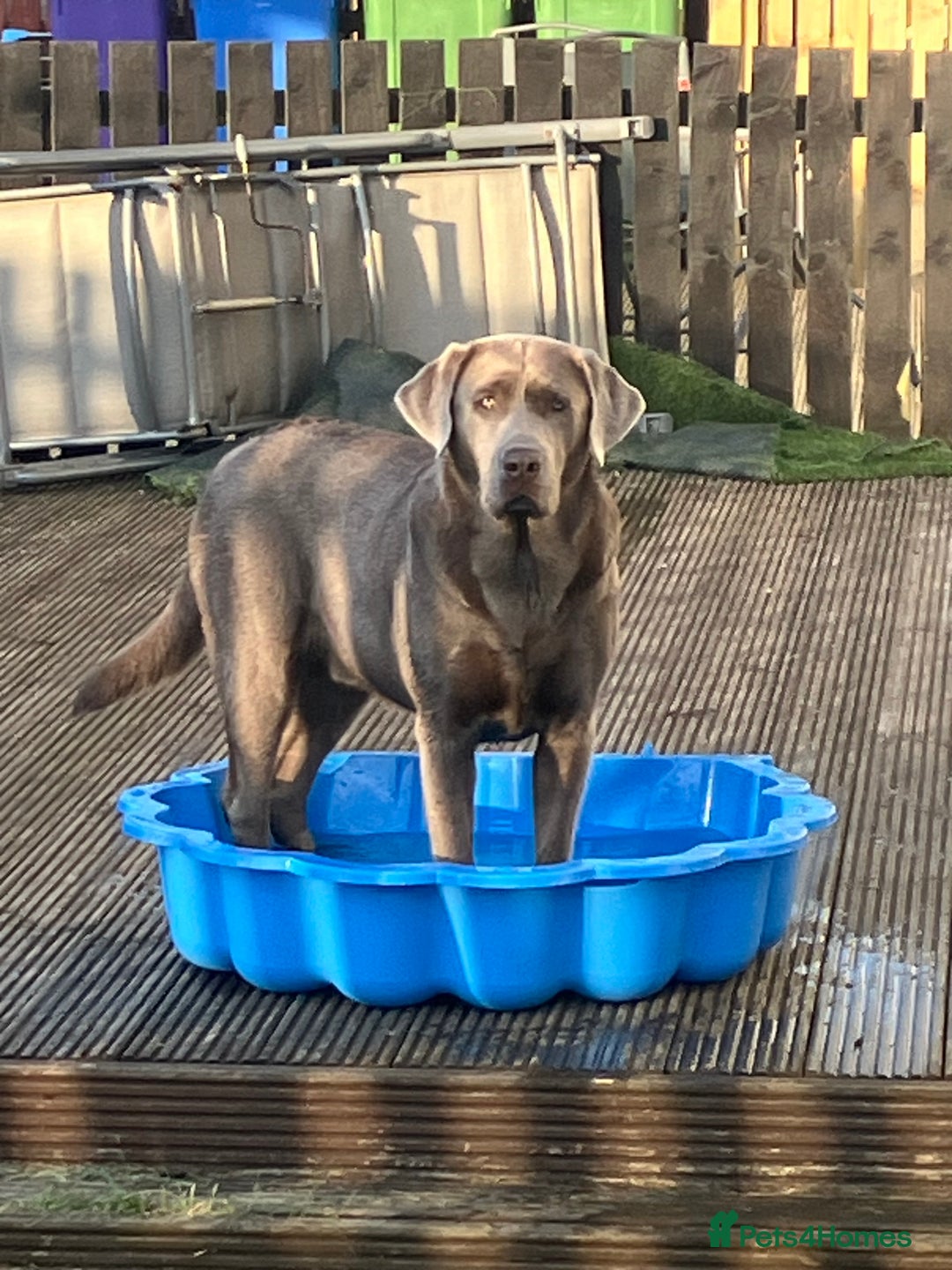 Labrador Retriever dogs for stud: Stunning silver Labrador for stud in Glasgow - Image 6