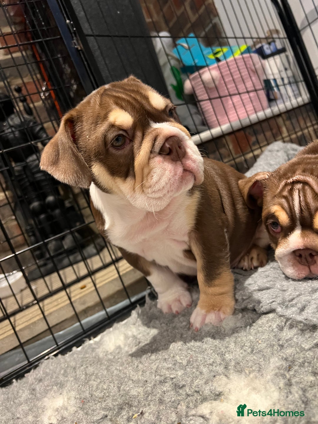 English Bulldog dogs for sale: One Beautiful Cuddly Girl Left 🏠💗 - Image 10