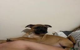 Staffordshire Bull Terrier dogs for sale: Beautiful Staffy pups  in Shrewsbury - Image 5