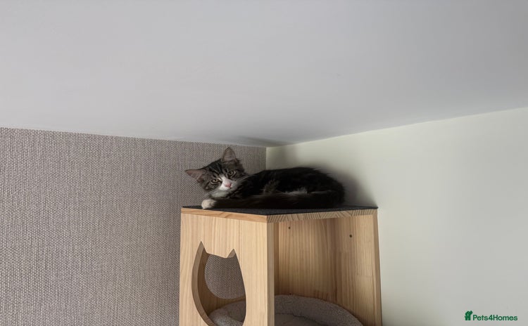 Mixed Breed cats - Advert 3