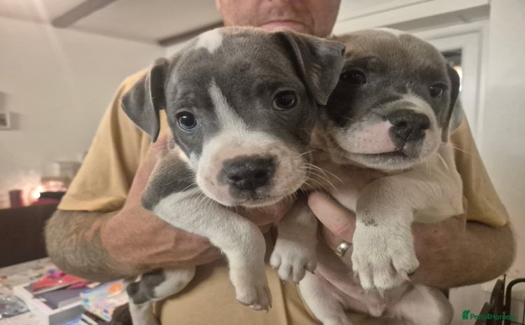 Staffordshire Bull Terrier dogs - Advert 2
