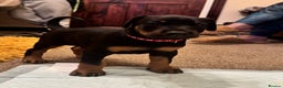 Dobermann dogs for sale: Dobermann puppies - Advert 5