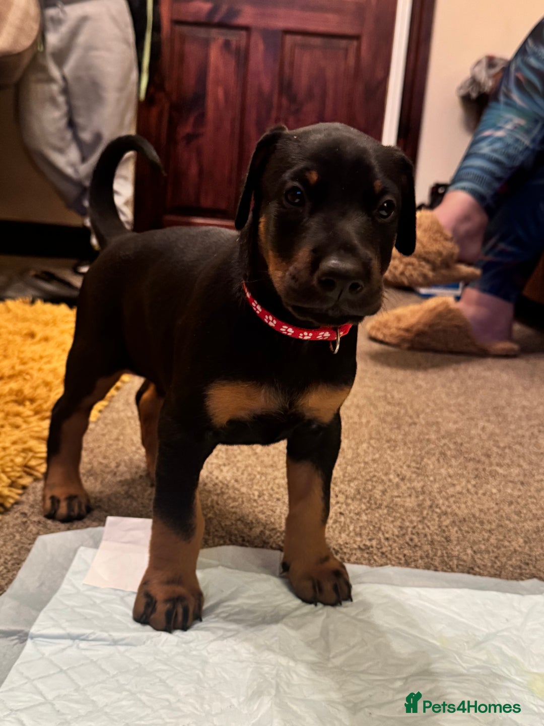 Dobermann dogs for sale: Dobermann puppies - Advert 5