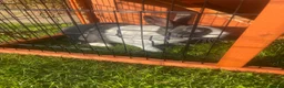 Rex rabbits for sale: Rabbit for sale  in Stamford - Advert 3