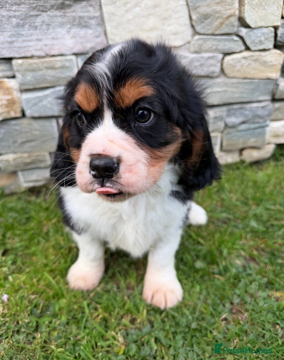 Cavalier King Charles Spaniel dogs Beautiful health tested cavalier King Charles  - Advert 4