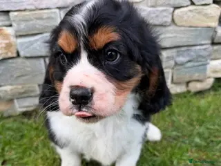 Cavalier King Charles Spaniel dogs Beautiful health tested cavalier King Charles - Advert 4