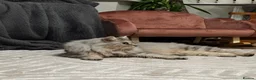 Kurilian Bobtail cats for sale: Beautiful kurillian bobtail cat - Advert 5