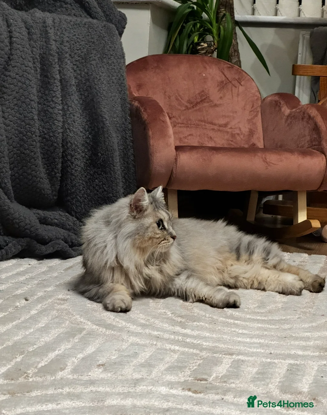 Kurilian Bobtail cats for sale: Beautiful kurillian bobtail cat - Advert 5