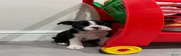 Boston Terrier dogs for sale: Stunning Boston terrier puppies - Advert 4