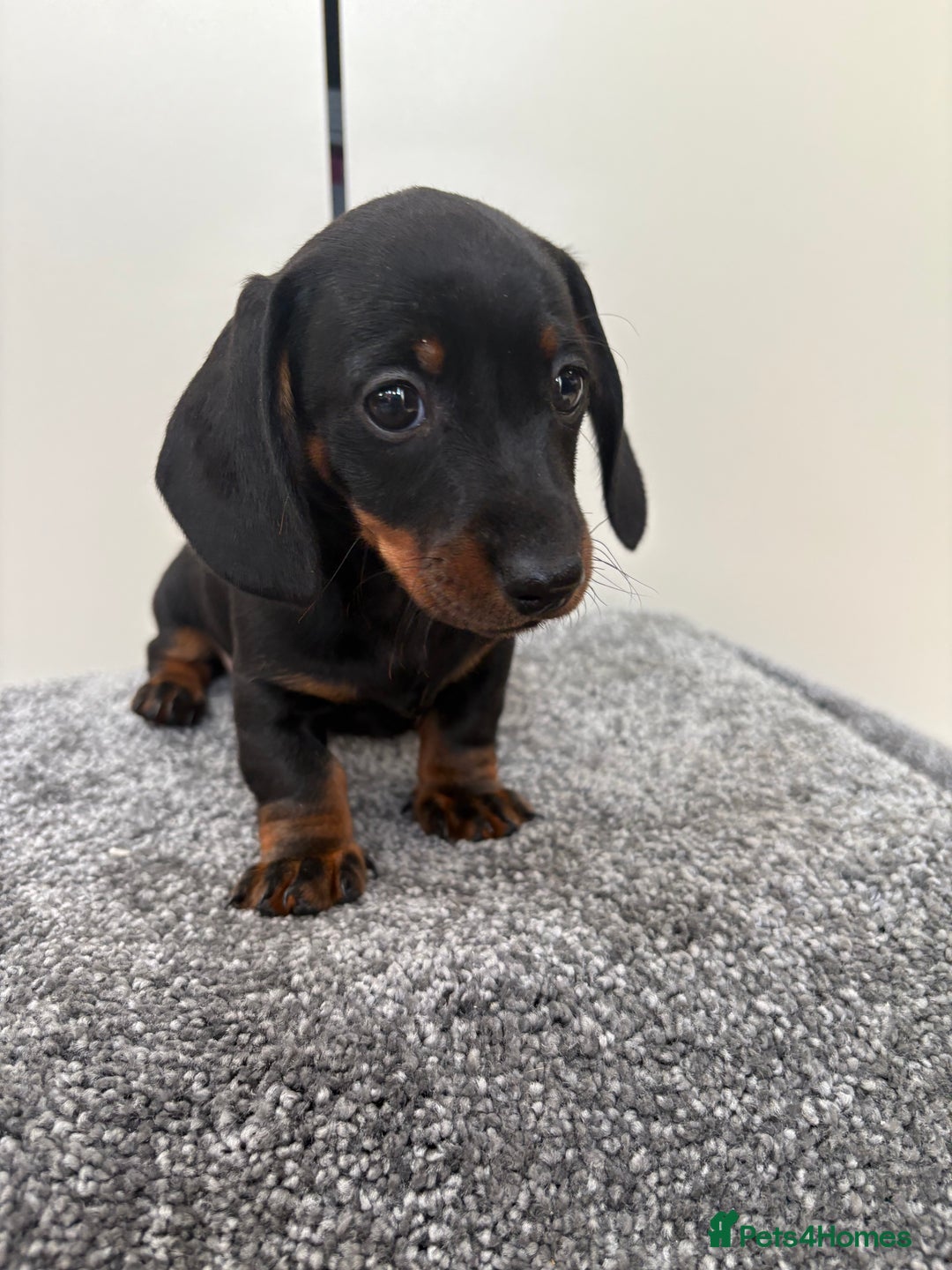 Miniature Dachshund dogs for sale: Black & Tan Minature Dachshunds⭐️ in Leicester - Image 5