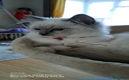 Ragdoll cats for sale: GCCF REG 6 fluffy kittens - Image 7