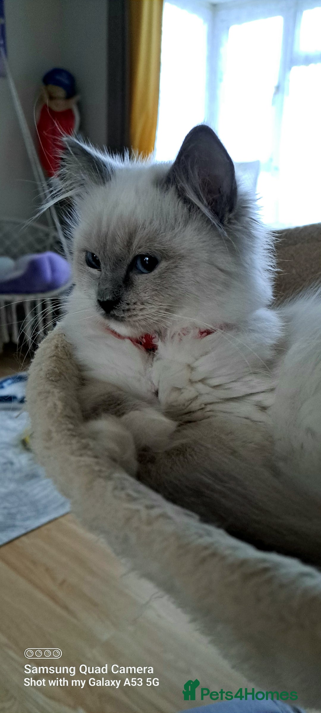 Ragdoll cats for sale: GCCF REG 6 fluffy kittens - Image 7