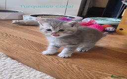British Shorthair cats for sale: 🐾 4 Adorable British Shorthair Kittens Available! - Image 13