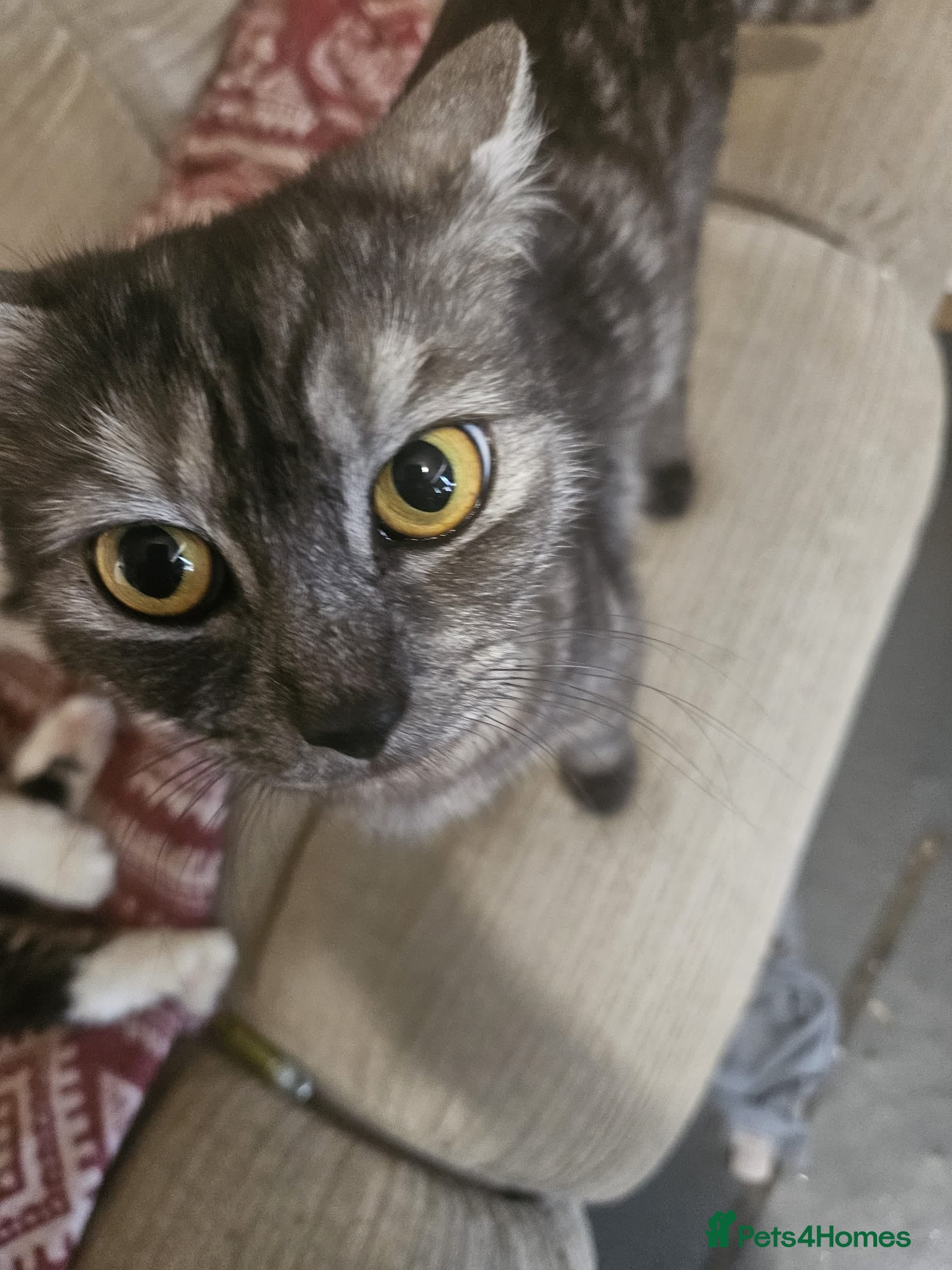 Mixed Breed cats for sale: 5 bootiful ragdoll/siberian forest cat kittens :) - Advert 1