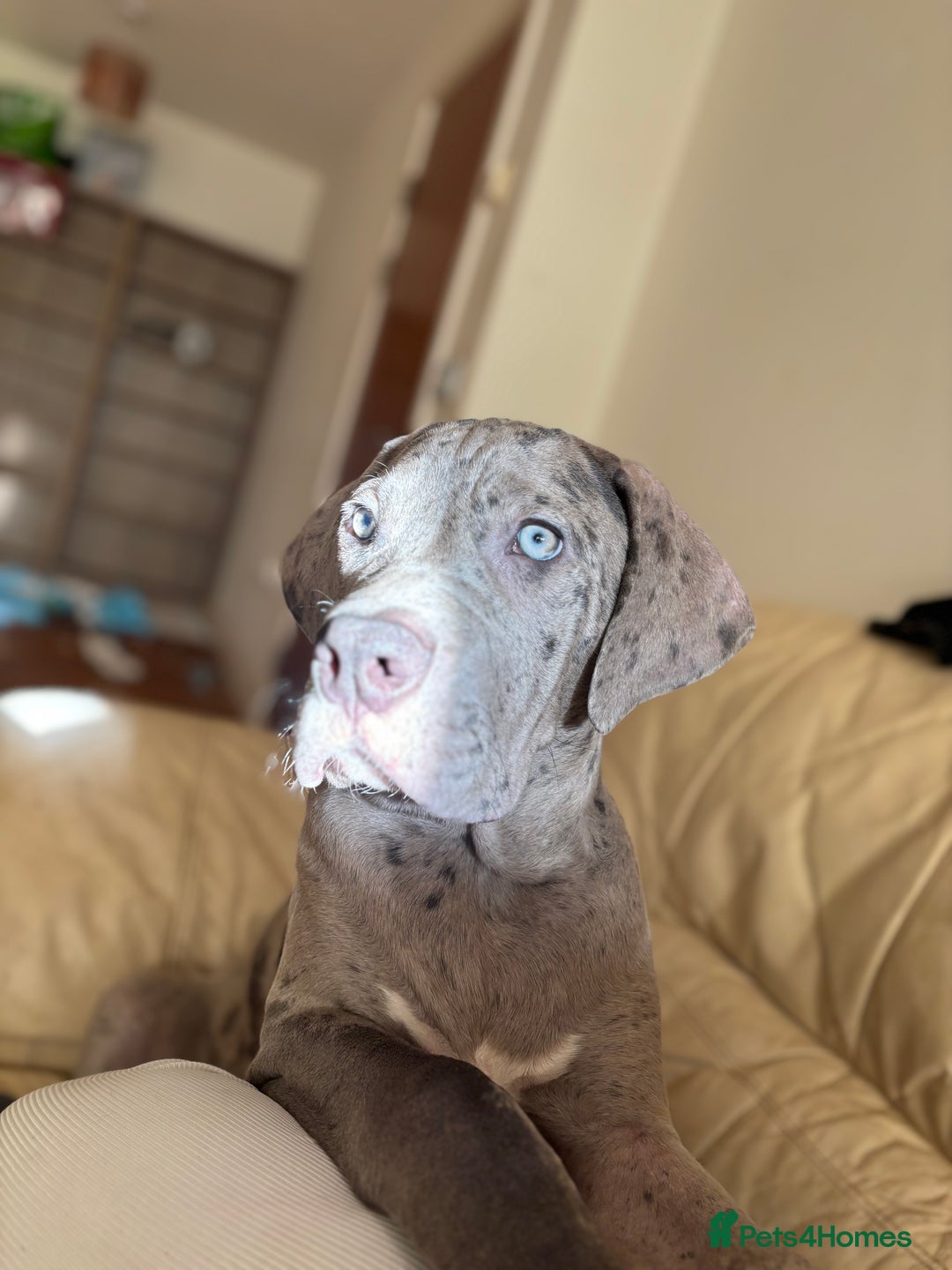 Mixed Breed dogs for sale: KODA. - Advert 1