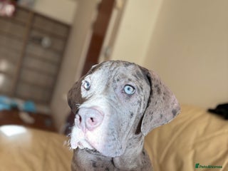 Mixed Breed dogs KODA. - Advert 1