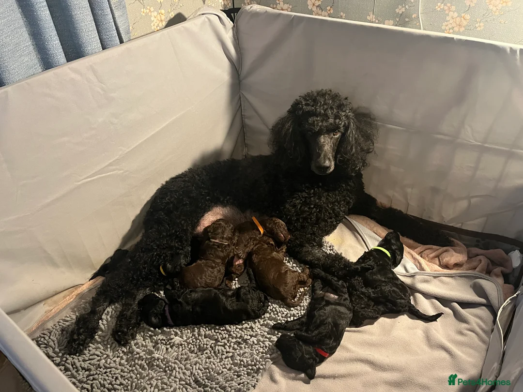 Standard Poodle dogs for sale: Standard Poodle Black male  - Advert 2