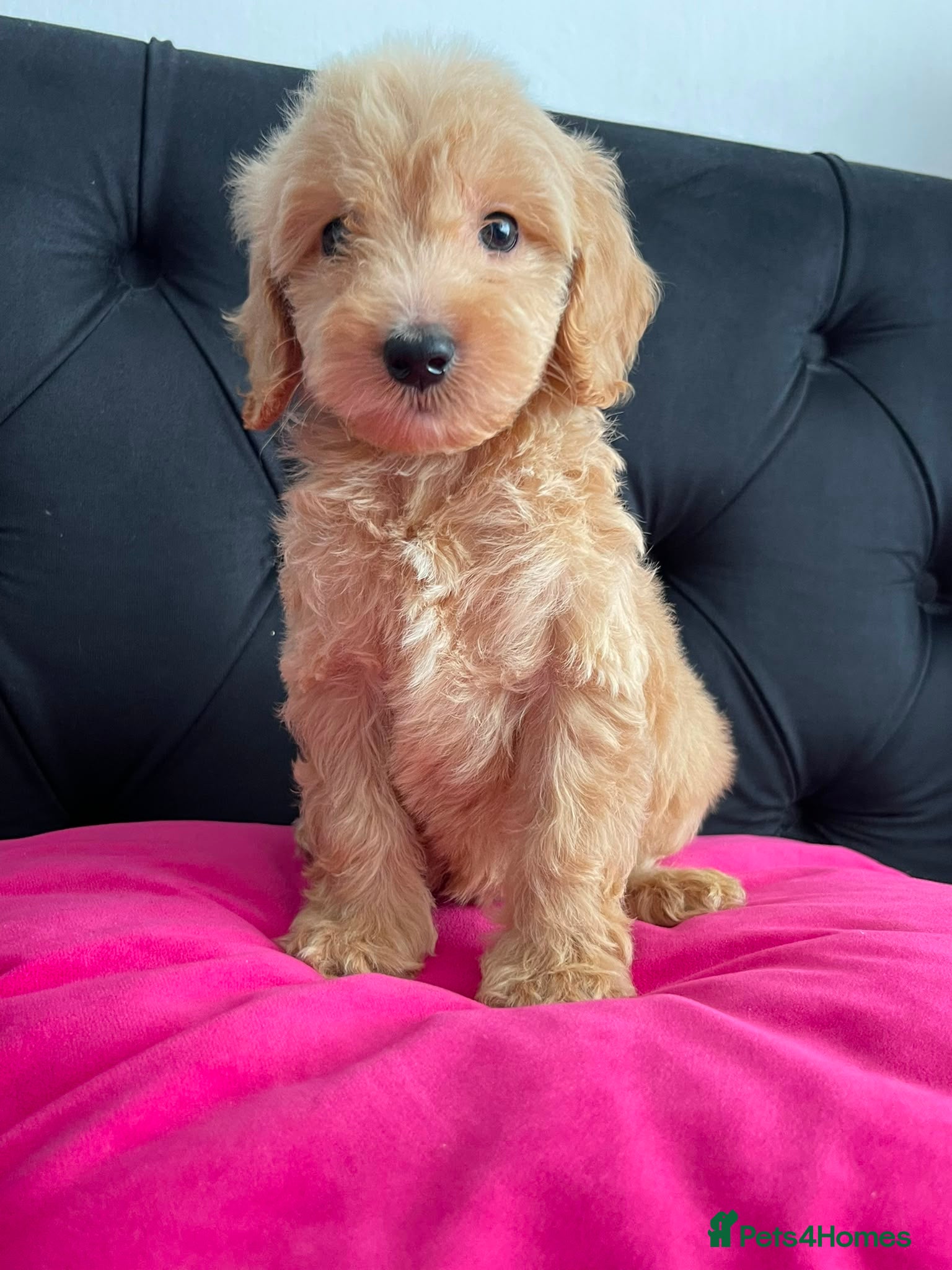Cockapoo dogs Cockerpoo Puppies  - Advert 14
