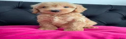 Cockapoo dogs for sale: Cockerpoo Puppies  - Advert 34